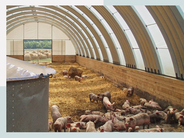 Строительство свинарников в Сафоново